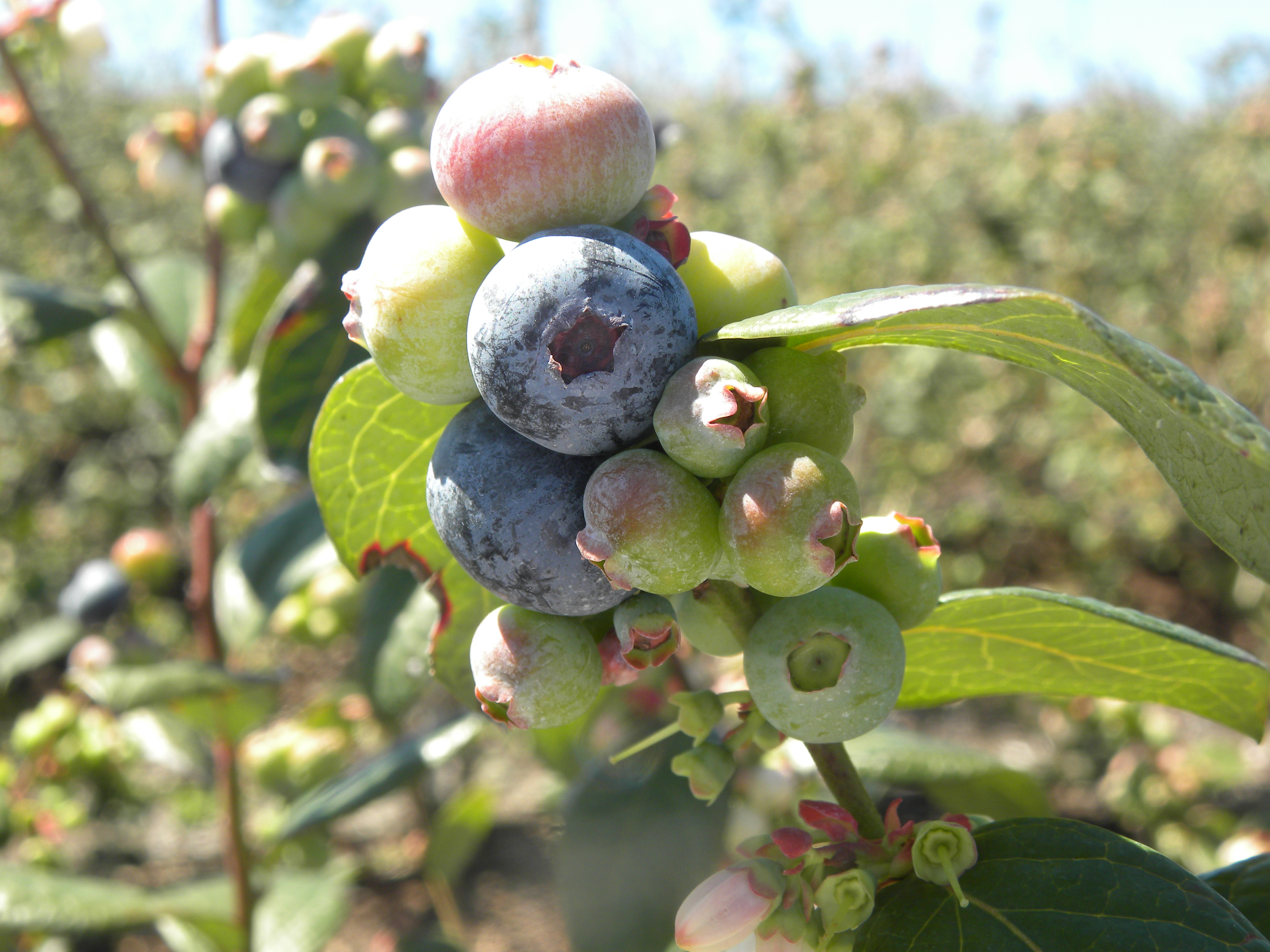U-Pick Blueberries