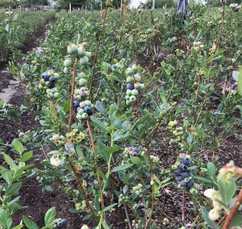 Blueberries turning Blue