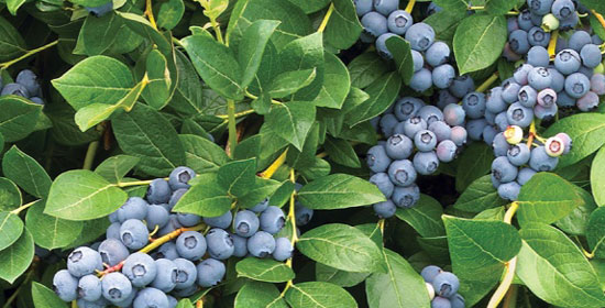 schema-blueberries